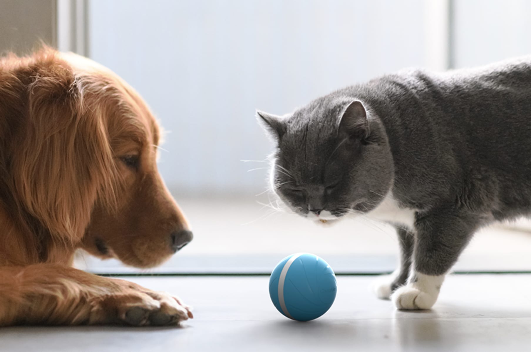 bola para gatos torcida inteligente