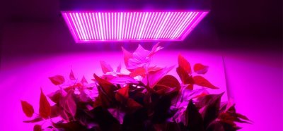 Lâmpada LED de crescimento